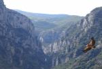 Magie du Verdon, vautour fauve